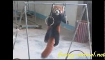 Red panda playing lift ups 小熊猫表演单杠