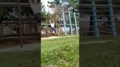 Выходы силой на две. Виды