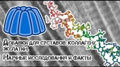 Добавки для суставов: Коллаген/Желатин. Научные исследования и факты