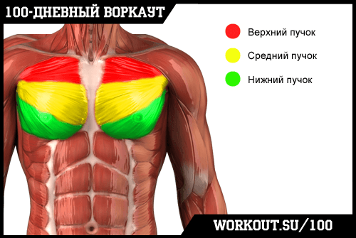 День 53. Ещё раз про Отжимания от пола