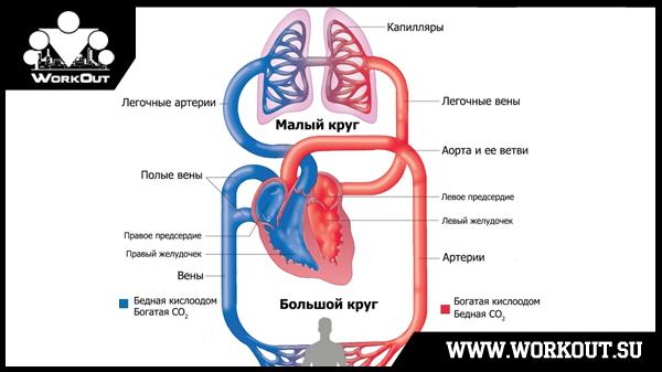 Что такое анаэробный порог? Что такое анаэробный порог?