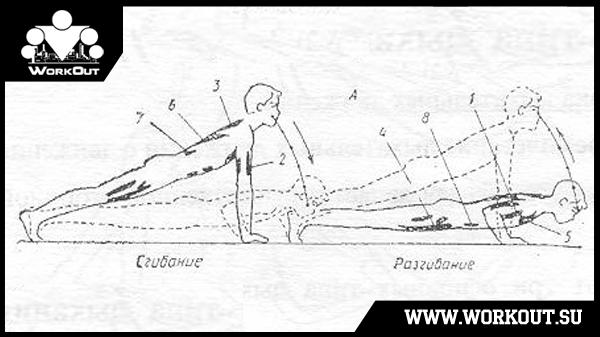Отжимания от пола для начинающих Отжимания от пола для начинающих