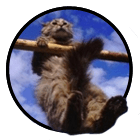 Воркаут видео Разное